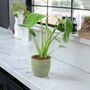 Monstera Swiss Cheese Plant In 12cm Pot, thumbnail 9 of 10