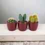Cactus Mixed X Three Pots, thumbnail 6 of 7