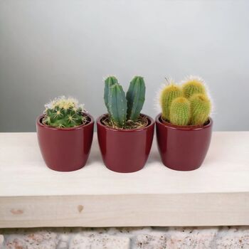 Cactus Mixed X Three Pots, 6 of 7