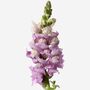 Lavender Pink Snapdragon Fresh Bouquet, thumbnail 3 of 4