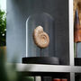 Polished Limestone Ammonite Authentic Marine Fossil Glass Dome Bell Jar Tabletop Home Decoration, thumbnail 1 of 6