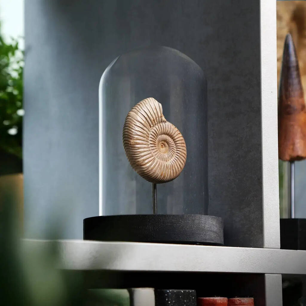 Polished Limestone Ammonite Authentic Marine Fossil Glass Dome Bell Jar Tabletop Home Decoration, 1 of 6
