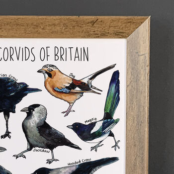 Corvids Of Britain Wildlife Watercolour Print, 5 of 6