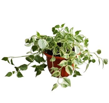 Houseplant Peperomia Scandens 'Variegated' In 13cm Pot, 3 of 5