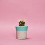 Concrete Pot Small With Cactus/ Succulent In Turquoise, thumbnail 1 of 5
