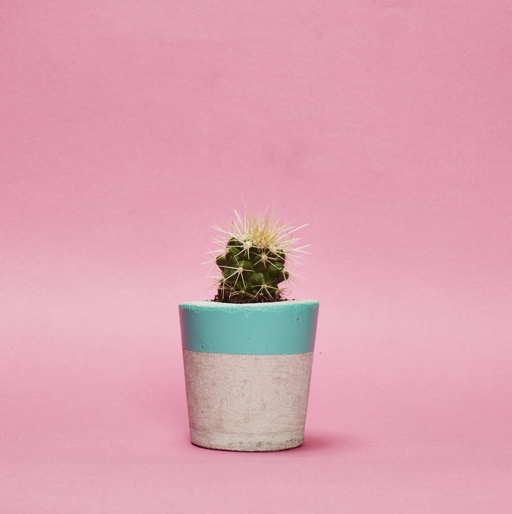Concrete Pot Small With Cactus/ Succulent In Turquoise, 1 of 5