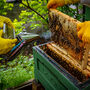 Yorkshire Beekeeping Experience, thumbnail 1 of 8