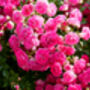 Climbing Rose 'Zephirine Drouhin' Plant 5 L Pot, thumbnail 2 of 2