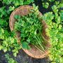 Herb Plants Parsley Six X Plug Plant Pack, thumbnail 1 of 5