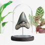 Megalodon Xl Tooth Bespoke Base Bell Jar Fossil Decor, thumbnail 2 of 5