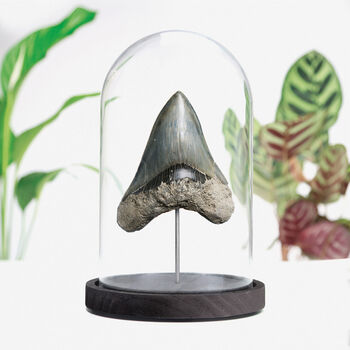 Megalodon Xl Tooth Bespoke Base Bell Jar Fossil Decor, 2 of 5