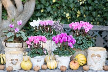 Cyclamen Winfall Mix Three X 10.5cm Pots, 2 of 6