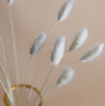 Natural Dried Fluffy Bunny Tail Bunch, 4 of 5
