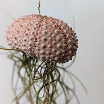 Jellyfish Airplant Spanish Moss Gift For Plant Lover, 5 of 8