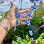 Forget Me Not Garden Stake Set Of Two, thumbnail 5 of 6