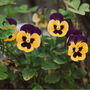 Flowers Pansy 'Yellow With Purple Wing' 20 X Plant Pack, thumbnail 2 of 4