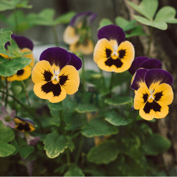 Flowers Pansy 'Yellow With Purple Wing' 20 X Plant Pack, 2 of 4