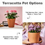 Birthday Gift Terracotta Flower Pot, thumbnail 3 of 4