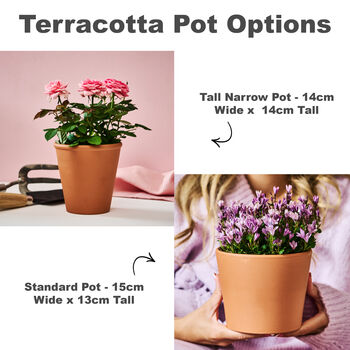 Birthday Gift Terracotta Flower Pot, 3 of 4