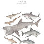 Shark Wildlife Print Unframed, thumbnail 4 of 5