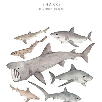 Shark Wildlife Print Unframed, 4 of 5