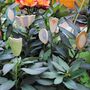 Set Of Three Personalised Garden Leaves Pot Stakes, thumbnail 3 of 7