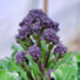 Purple Sprouting Broccoli Six X Plug Plant Pack, thumbnail 6 of 6