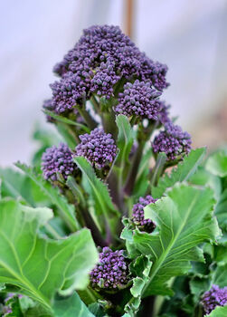 Purple Sprouting Broccoli Six X Plug Plant Pack, 6 of 6