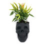 Skull Planter With Plant, thumbnail 1 of 3
