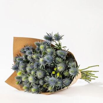 Blue Star Thistle Fresh Flower Bouquet, 2 of 3