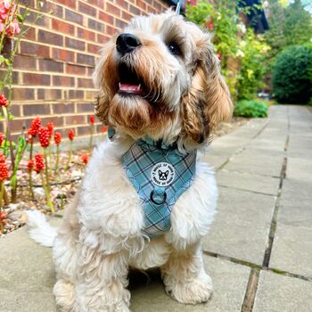 Dog Harness Set Bundle Collar Lead Set Sage Green Check, 7 of 12