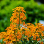 Flowers Wallflower 'Orange' Six X Plant Pack, thumbnail 4 of 6