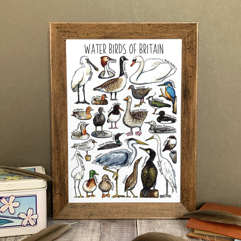 Water Birds Of Britain Wildlife Print, 1 of 7