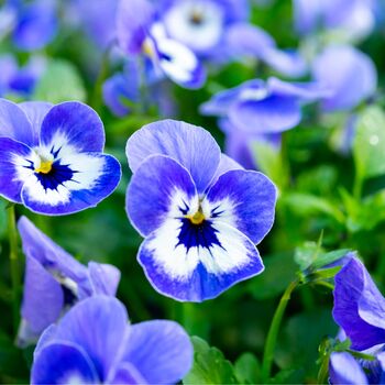 Flowers Viola 'Delf Blue' 20 X Plant Pack, 3 of 5