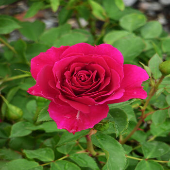 Rose Othello, Garden Rose Gift, 2 of 2