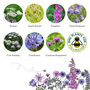 Wildflowers For Birds, Beetles And Bats, thumbnail 6 of 10