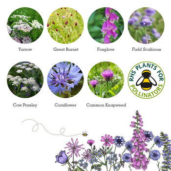 Wildflowers For Birds, Beetles And Bats, 6 of 10