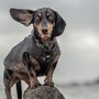 Dachshund Dog Harness Coat, thumbnail 1 of 11
