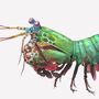 Peacock Mantis Shrimp Giclée Art Print, thumbnail 3 of 3