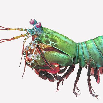 Peacock Mantis Shrimp Giclée Art Print, 3 of 3