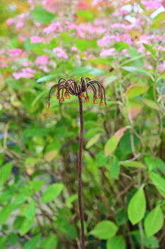 Sicilian Honey Garlic Flower, 5 of 5