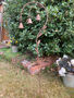 Tall One.15m Metal Garden Crook Rusty Brown With Bells, thumbnail 1 of 6