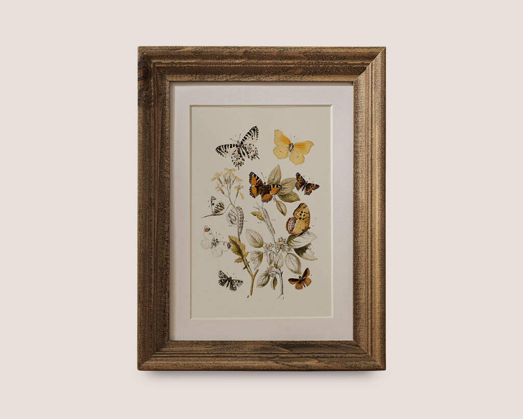 Botanical Butterfly Art Print By Norfolk Print Collective