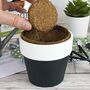 Grow Your Own Bonsai Tree Kit, thumbnail 2 of 5