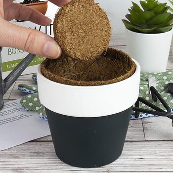 Grow Your Own Bonsai Tree Kit, 2 of 5