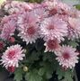 Pink Chrysanthemum Plants, Full Plants In One L Pots, thumbnail 1 of 2