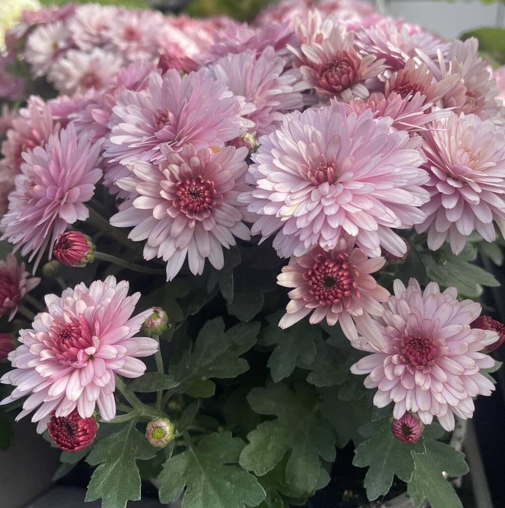 Pink Chrysanthemum Plants, Full Plants In One L Pots, 1 of 2