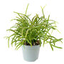 Mistletoe Trailing Cactus House Plant In 6cm Pot, thumbnail 4 of 4