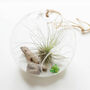 Air Plant Hanging Terrarium With Shell Drift Wood, thumbnail 3 of 4