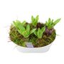 Fragrant Hyacinth Indoor Planter In White Trough, thumbnail 4 of 7
